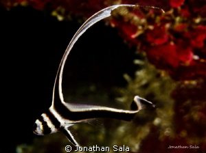 Lovely Drum Fish by Jonathan Sala 